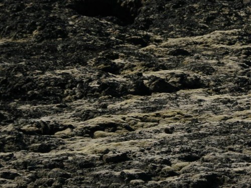Junge Lavafelder Junge Lavafelder