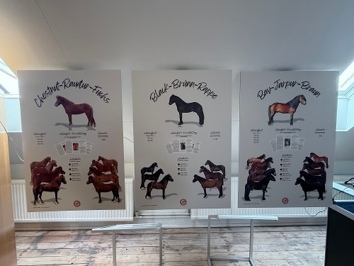 Basic colours, chestnut, black and bay