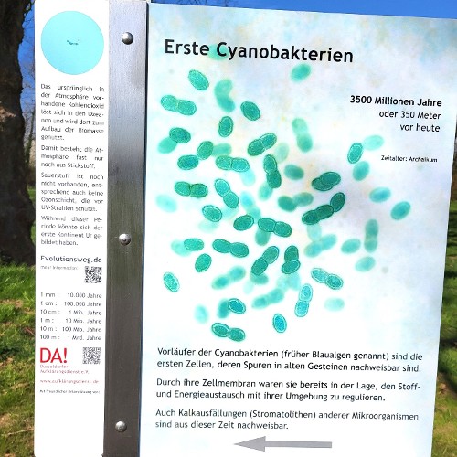 CYANOBAKTERIEN (vor 3,5 Mrd. Jahren)