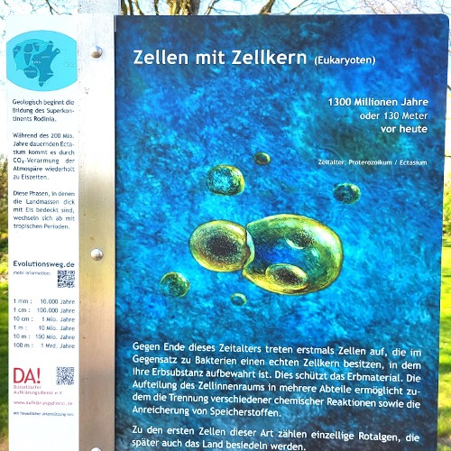 MEHRZELLER (vor 1,3 Mrd. Jahren)