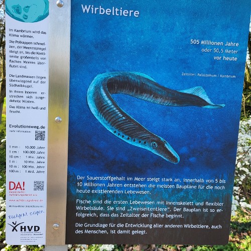 WIRBELSÄULE DER FISCHE (vor 505 Mio. Jahren)