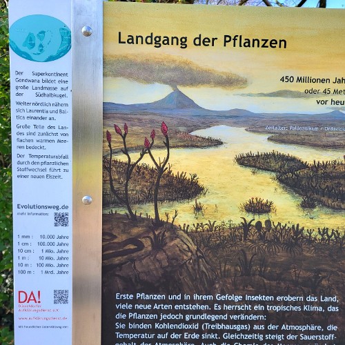 LANDGANG DER PFLANZEN (vor 450 Mio. Jahren)