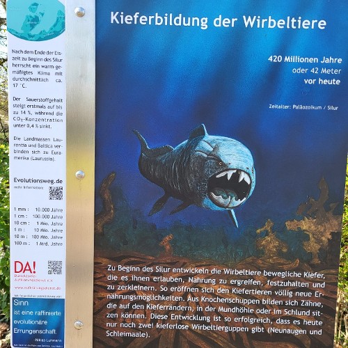 KIEFER UND ZÄHNE (vor 420 Mio. Jahren)