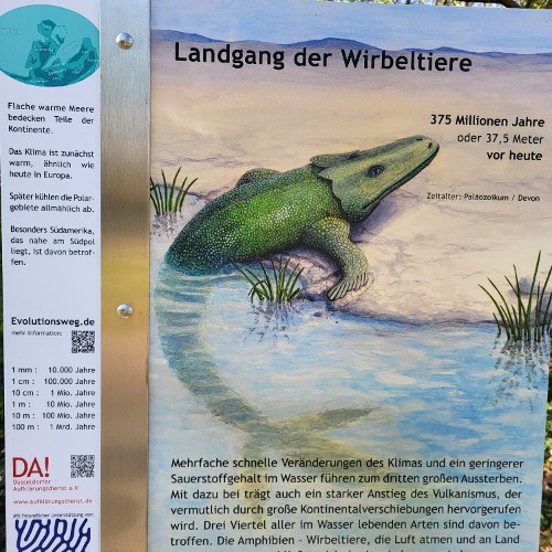 LANDGANG DER FISCHE (vor 375 Mio. Jahren)