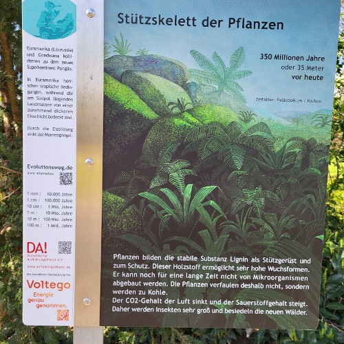 WÄLDER UND GRÖSSNWACHSTUM (vor 350 Mio. Jahren)