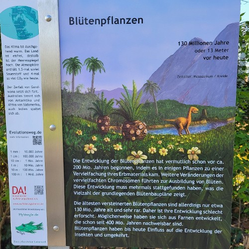 BLÜTENPFLANZEN (vor 130 Mio. Jahren)