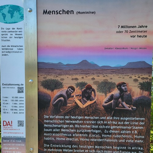 FRÜHE MENSCHENARTEN (vor 7 Mio. Jahren)