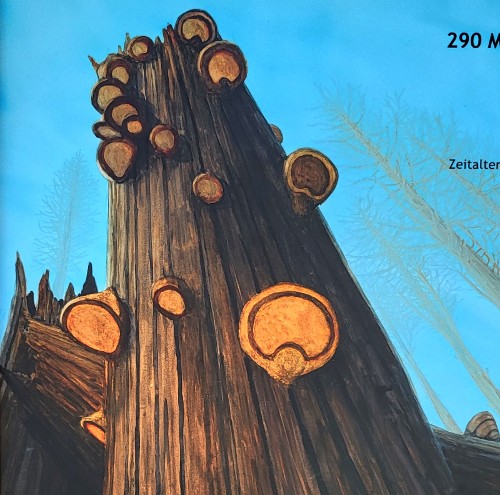 ABBAU VON PFLANZENSKELETTEN / MASSENAUSSTERBEN (vor 290 Mio. Jahren)