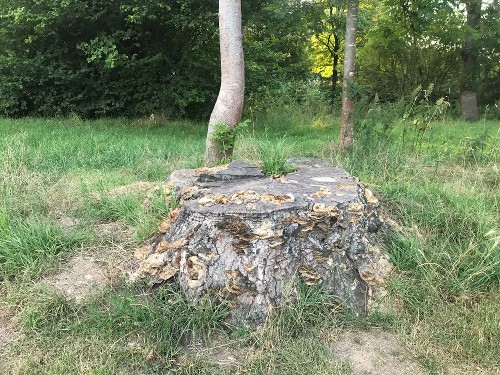 Baumstumpf