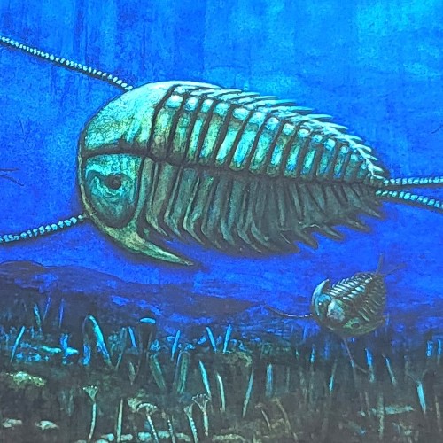 STÜTZ- UND SCHUTZSKELETTE (vor 560 Mio. Jahren)