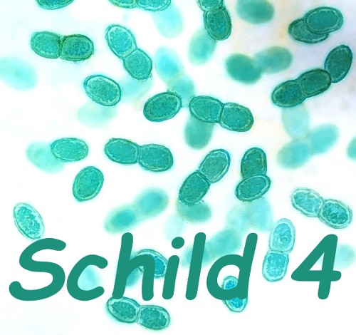 ERSTE CYANOBAKTERIEN (vor 3.500 Mio. Jahren)