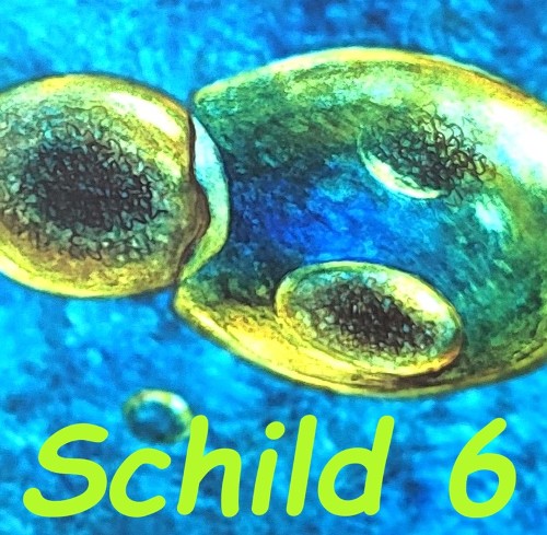 ZELLEN MIT ZELLKERN / MEHRZELLER (vor 1.300 Mio. Jahren)