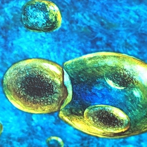 "ZELLEN MIT ZELLKERN / MEHRZELLER" (vor 1.300 Mio. Jahren)