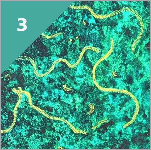 ERSTES LEBENS (vor 4.100 Mio. Jahren)