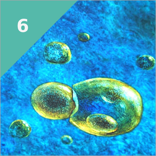 MEHRZELLER (vor 1.300 Mio. Jahren)