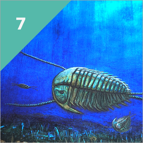 KAMBRISCHE EXPLOSION (vor 560 Mio. Jahren)