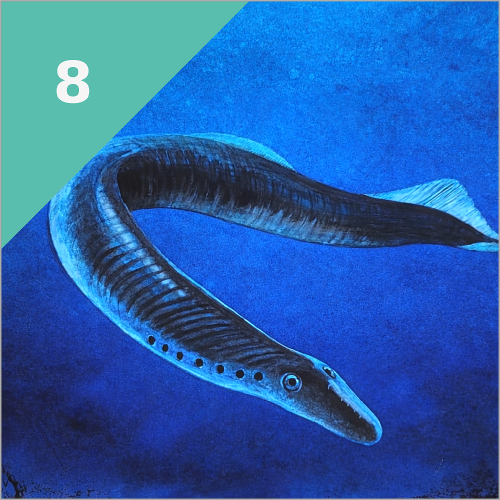 WIRBELSÄULE (vor 505 Mio. Jahren)