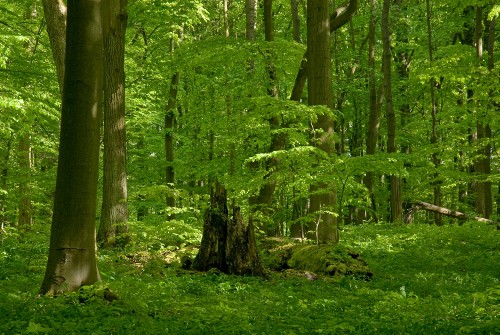 Blick in den Wald