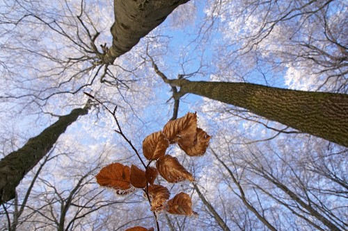 Blick in den Himmel