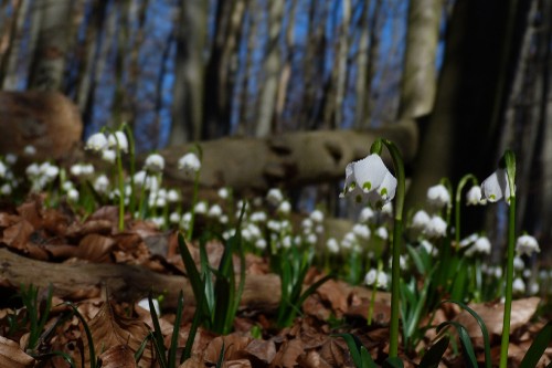Dichter- und Denkerworte