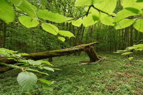 Auf dem Holzweg
