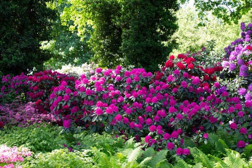 Rhododendronhain