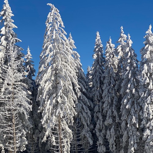 Schnee