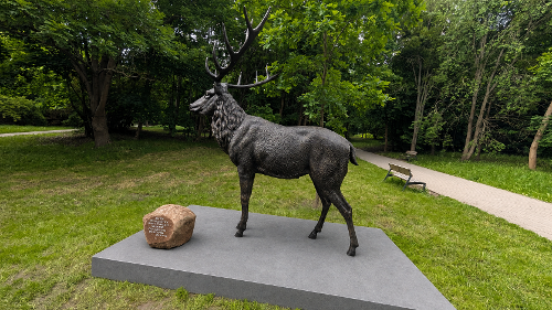 Deer in Central Park