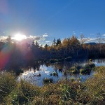 "Das Moor lebt" Audiowalk durch das Werdensteiner Moos